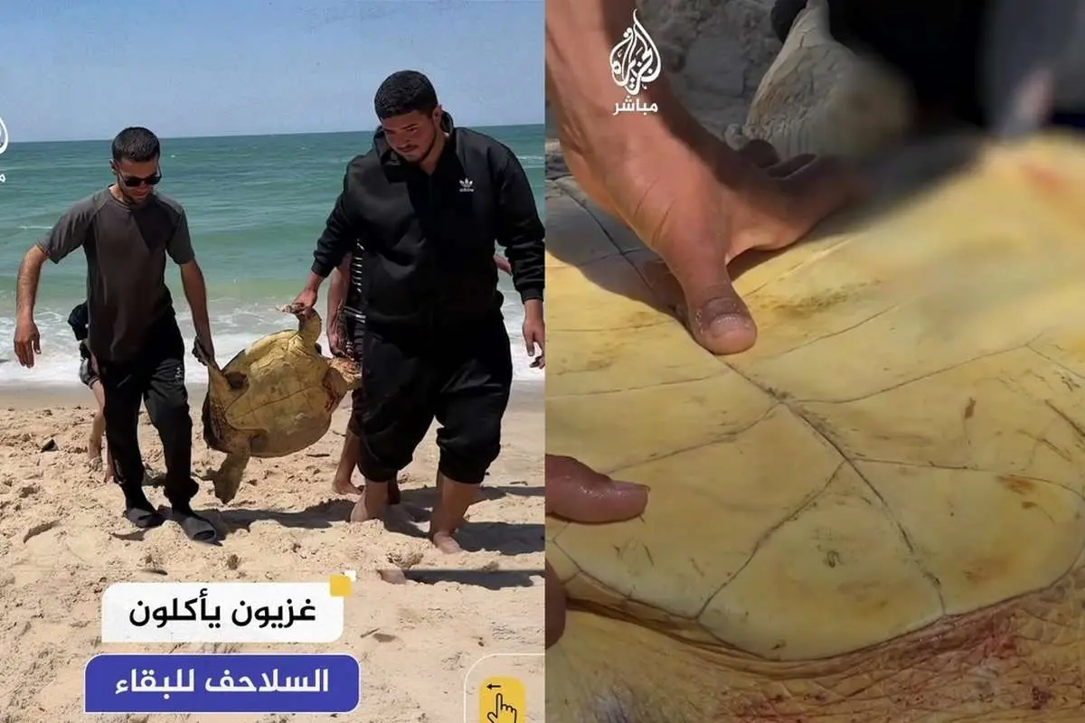 ببینید؛ زندگی در غزه با طعم گوشت لاکپشت