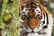 ببینید؛ حمله مرگبار ببر آمور به سگ خانگی