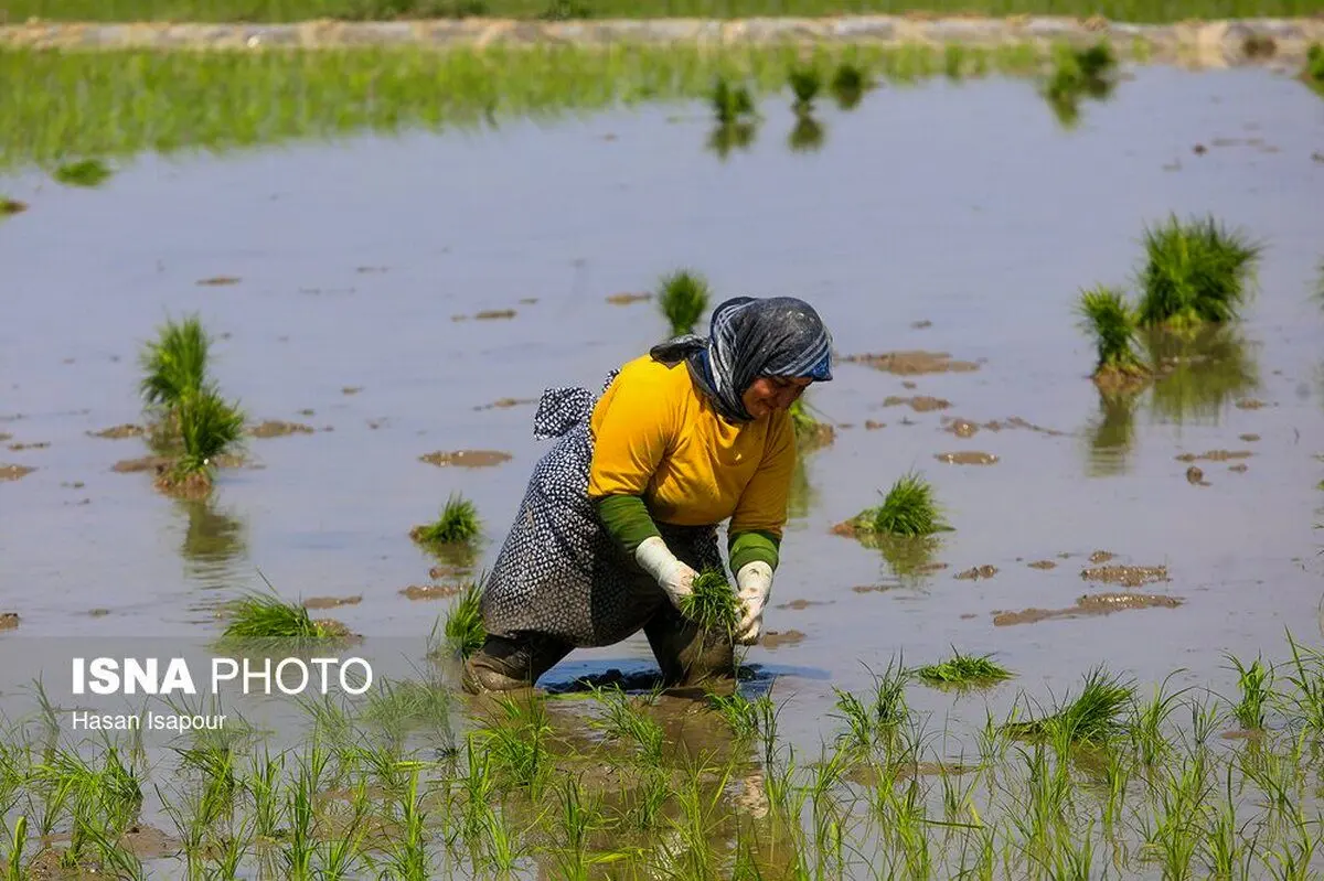 تصاویر؛ آغاز کشت نشا برنج در روستای قرآن تالار بابل