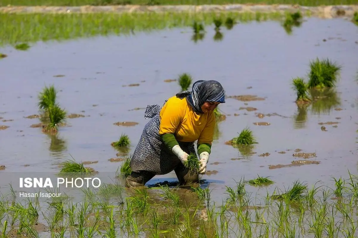 تصاویر؛ آغاز کشت نشا برنج در روستای قرآن تالار بابل