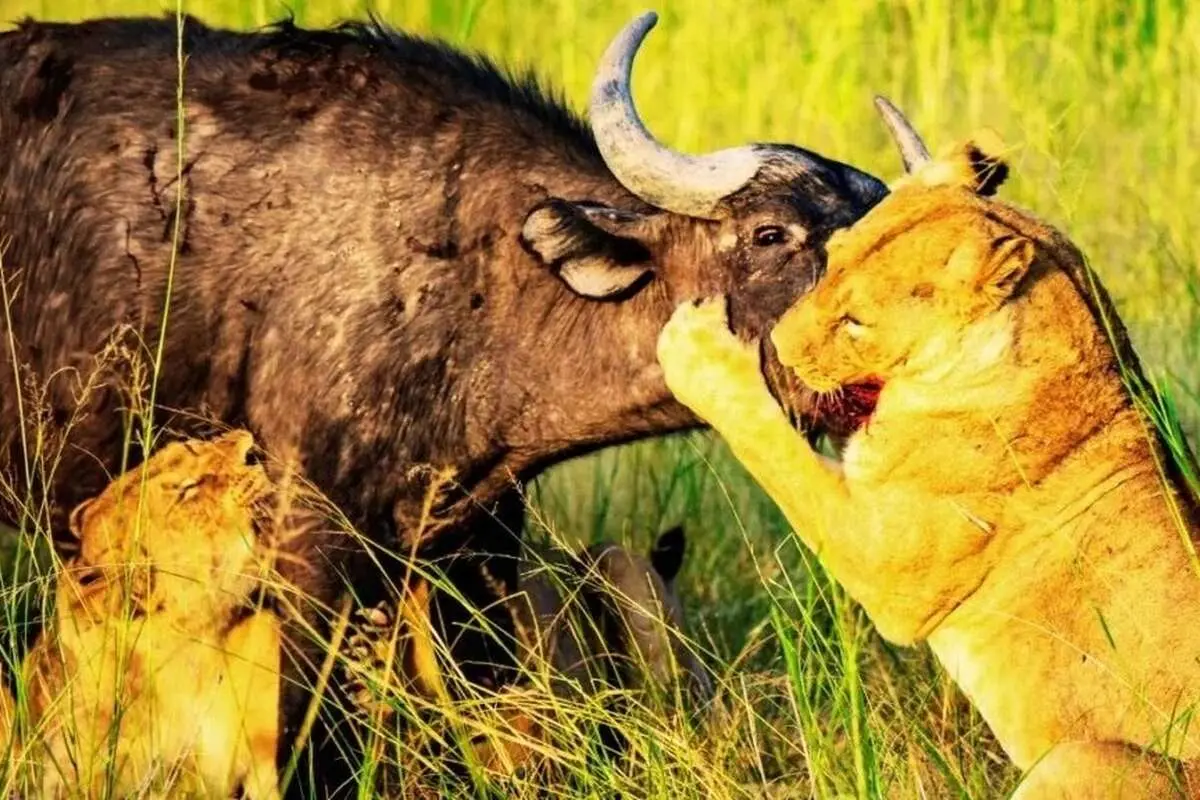 ببینید؛  عشق مادرانه و اتحاد گله؛ بوفالوها گوساله را از چنگ شیرها نجات دادند