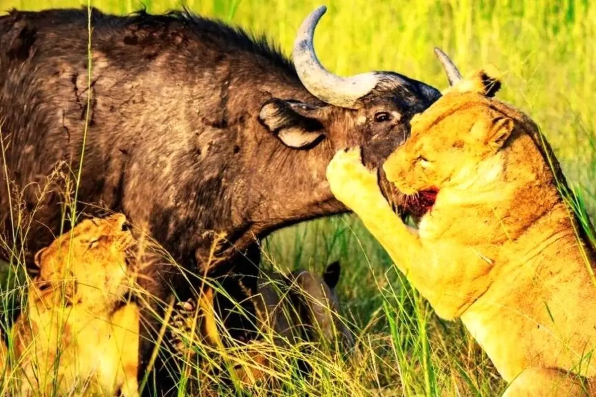 ببینید؛ عشق مادرانه و اتحاد گله؛ بوفالوها گوساله را از چنگ شیرها نجات دادند