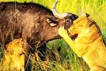 ببینید؛  عشق مادرانه و اتحاد گله؛ بوفالوها گوساله را از چنگ شیرها نجات دادند