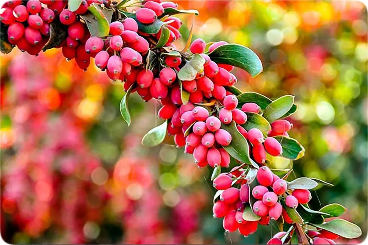 روش‌های نگهداری زرشک خشک در خانه