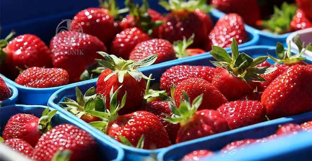 چرا غذای این رنگی دوست دارید؟