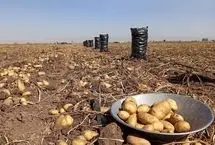 عرضه سیب‌زمینی‌های ۲۴ هزار تومانی؛ قیمت سیب زمینی کاهش یافت