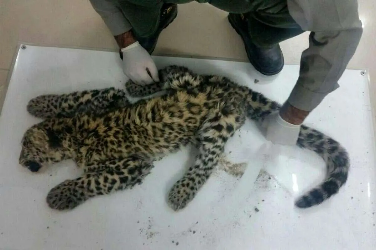 علت مرگ توله پلنگهای پارک ملی کرمان چه بود؟