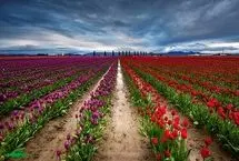 تفال به حافظ چهارشنبه ۱۰ اردیبهشت ۱۴۰۴؛ من که از آتش دل، چون خم می‌در جوشم...