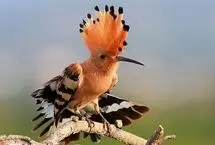 تفال به حافظ شنبه ۱۳ اردیبهشت ۱۴۰۴؛ نسیم صبح سعادت بدان نشان که تو دانی.....