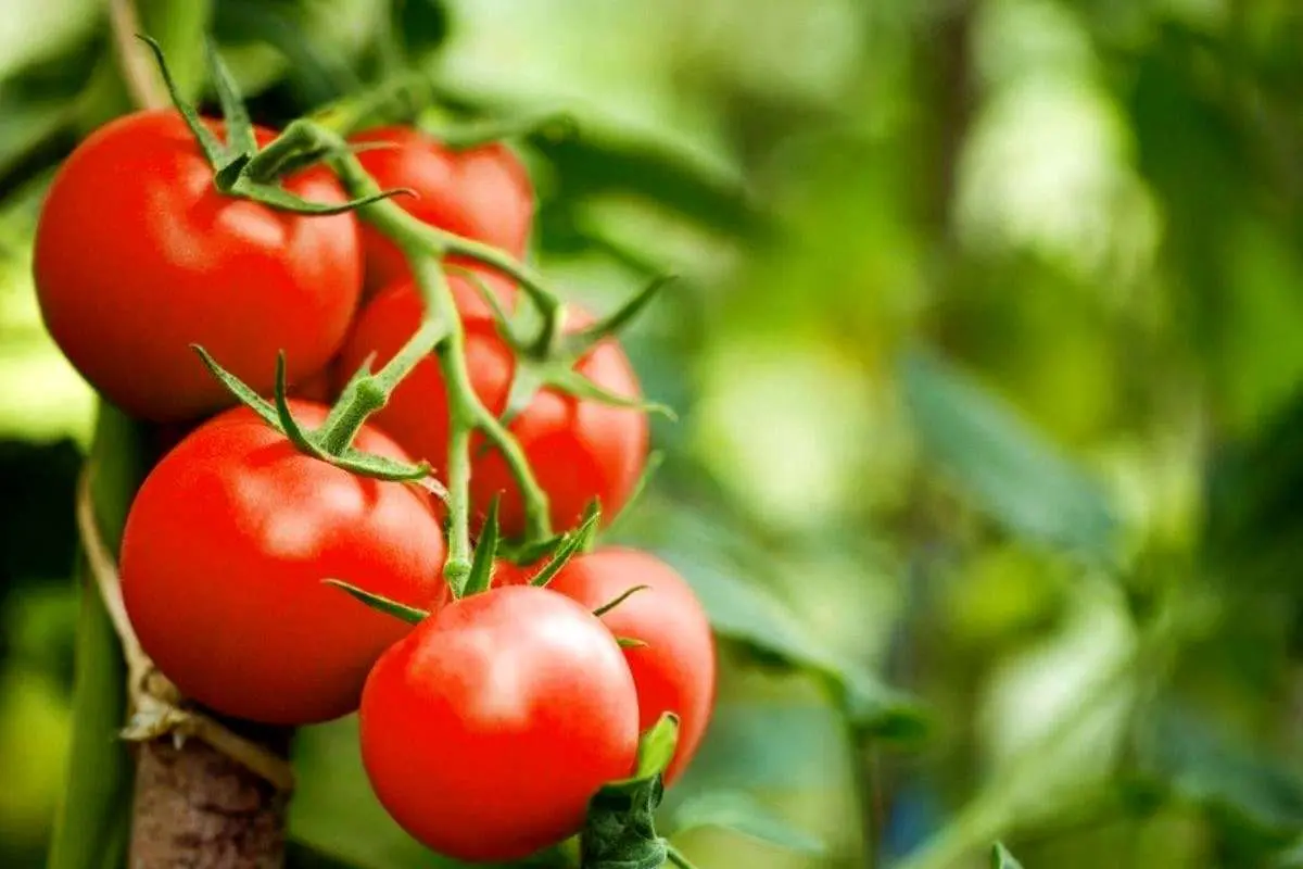 مصرف گوجه‌فرنگی می‌تواند جلوی افزایش وزن را بگیرد