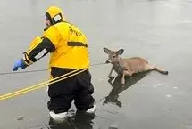 ببینید؛ نجات بچه گوزن با سم شکسته از رودخانه یخی