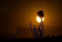 تصاویر؛ جنگل پسته خواجه کلات