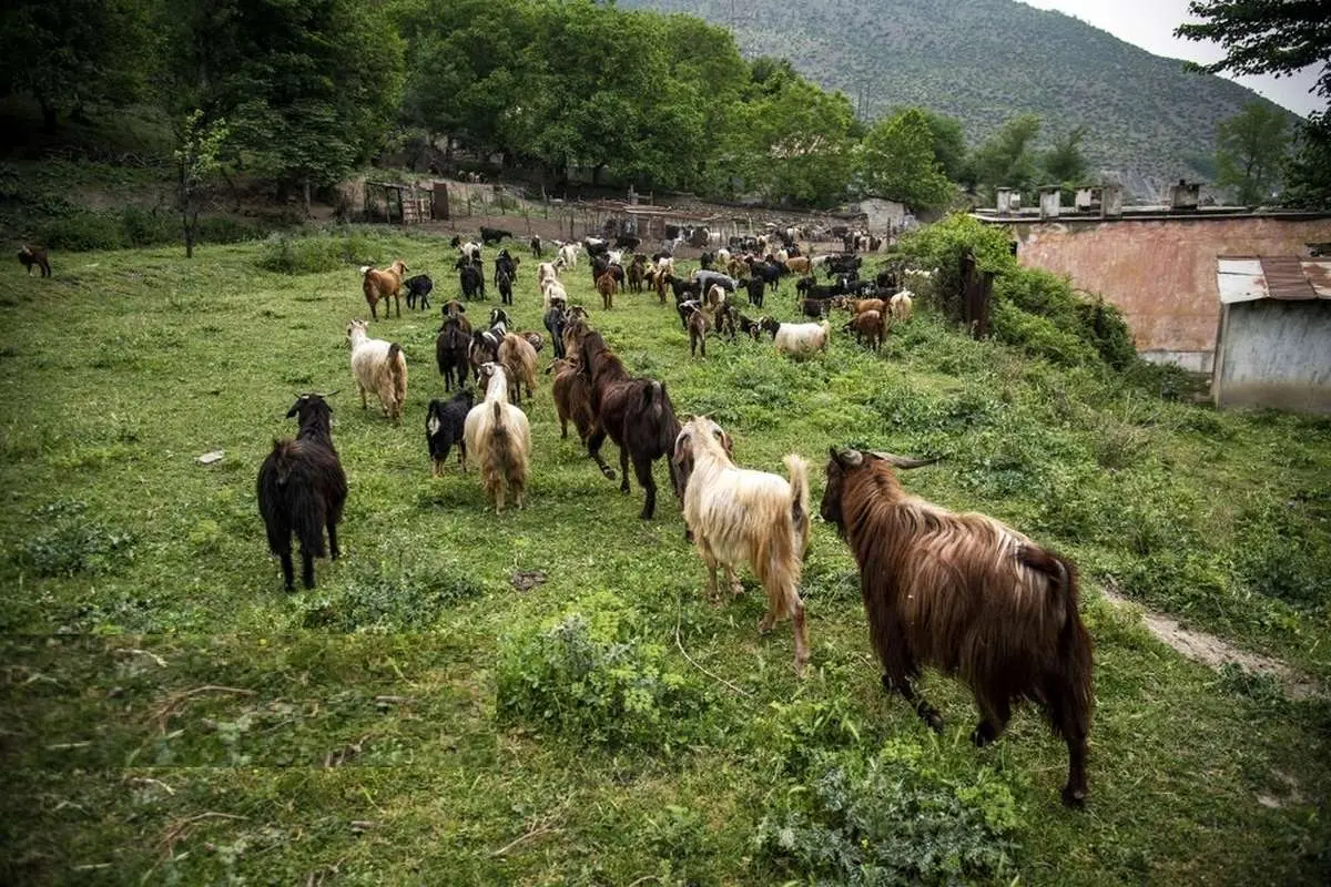 تصاویر؛ پشمچینی گوسفندان و تشکدوزی سنتی در سوادکوه