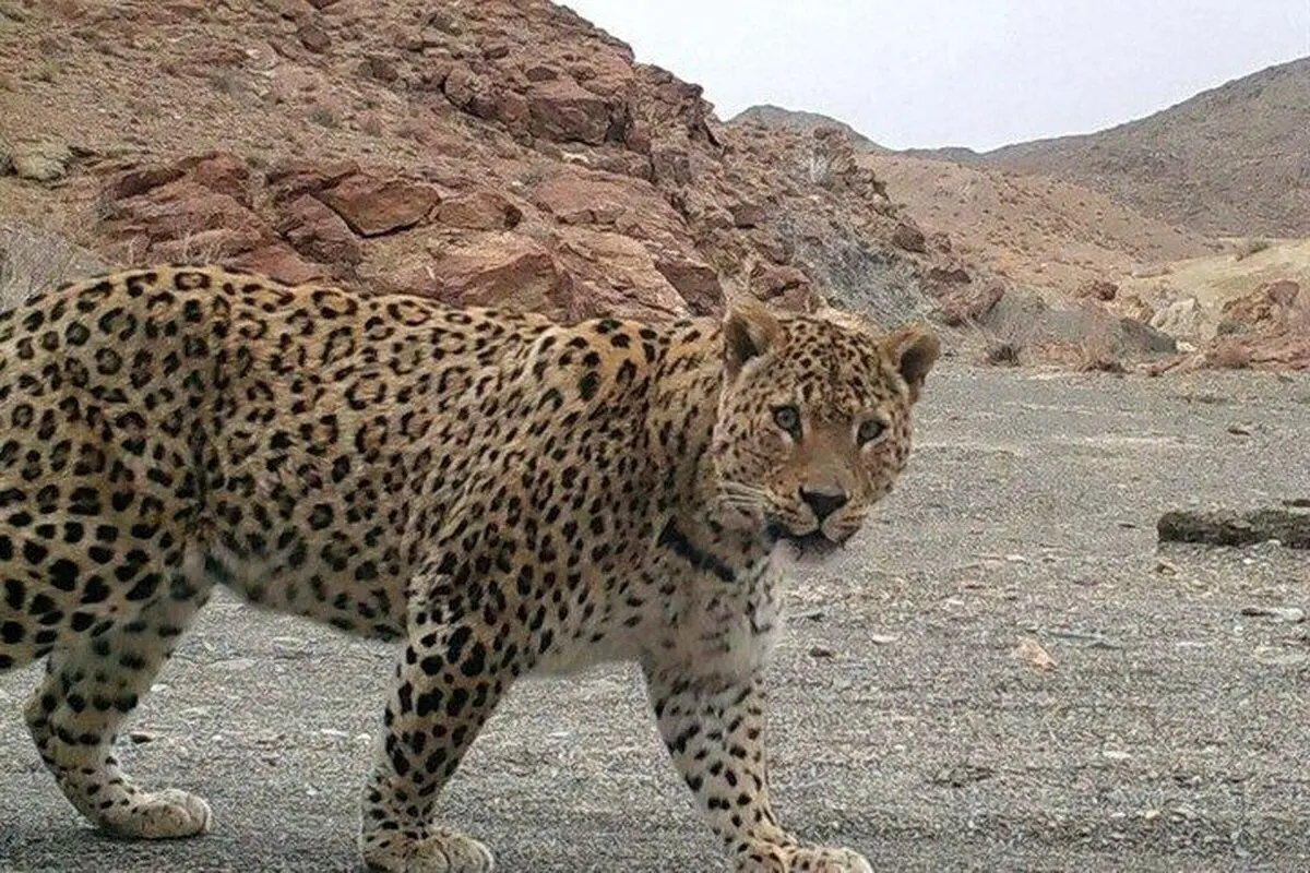 ببینید؛ پلنگ ماده و توله اش در جنگل‌های هیرکانی