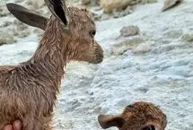 ببینید؛ نجات دو بزغاله کوهی در شیبکوه هرمزگان