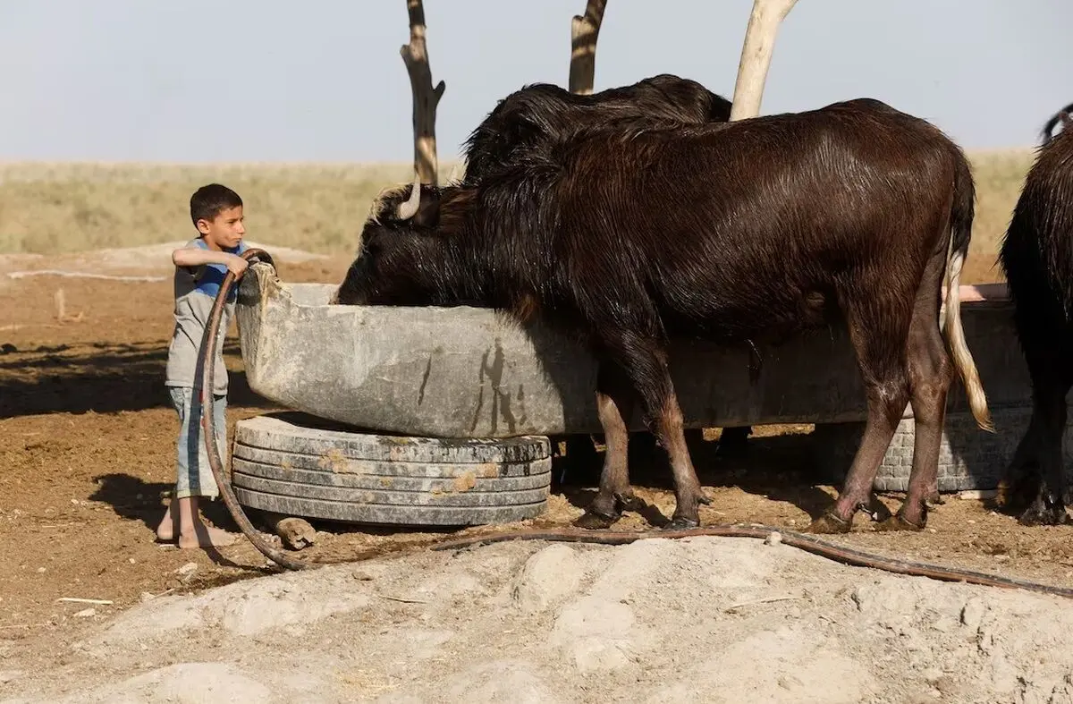 ببینید؛ خشکسالی عراق، نفس گاومیش‌ها را گرفت
