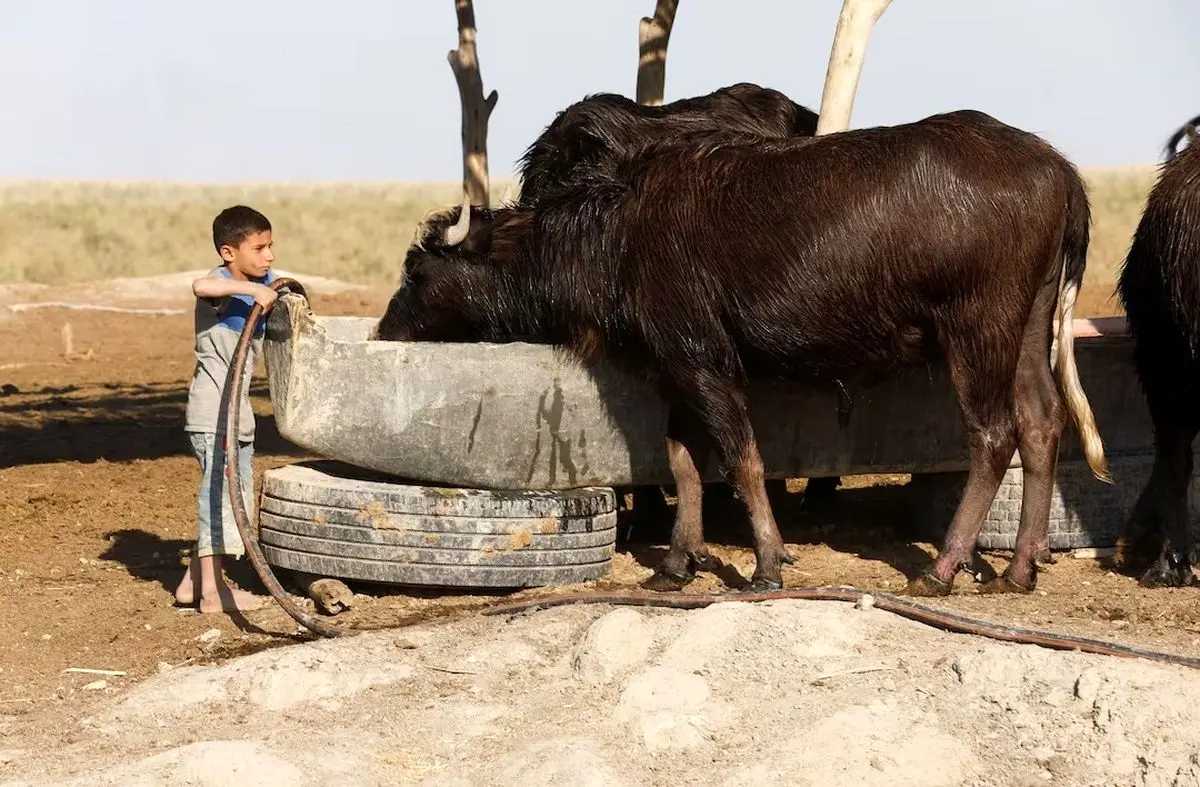 ببینید؛ خشکسالی عراق، نفس گاومیش‌ها را گرفت