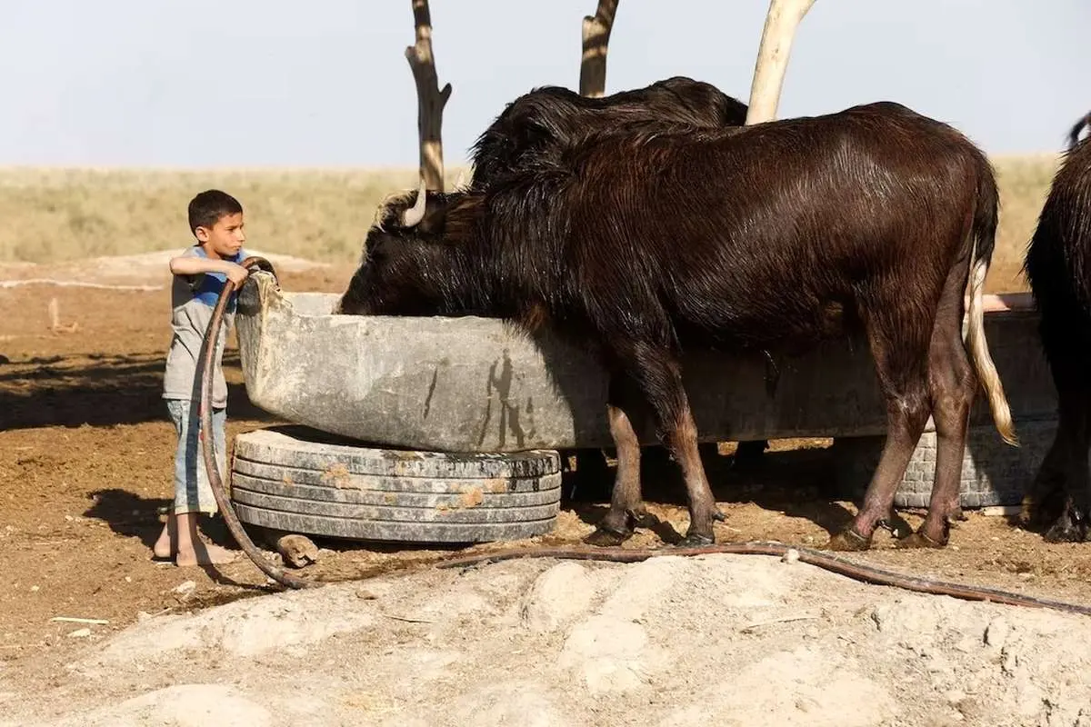 ببینید؛ خشکسالی عراق، نفس گاومیشها را گرفت