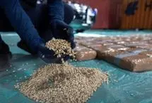 مخدری که داعشی‌ها پیش از بریدن سر قربانی مصرف می‌کردند