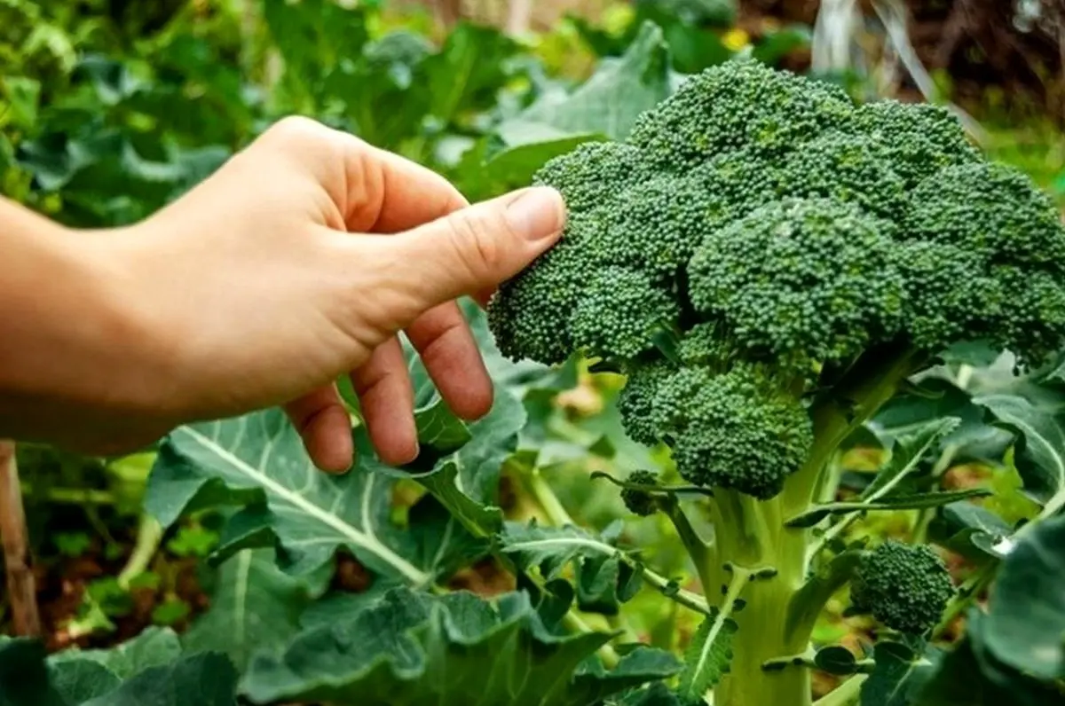 افزایش چربی سوزی در بدن با مصرف این سبزیجات