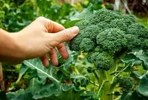افزایش چربی سوزی در بدن با مصرف این سبزیجات
