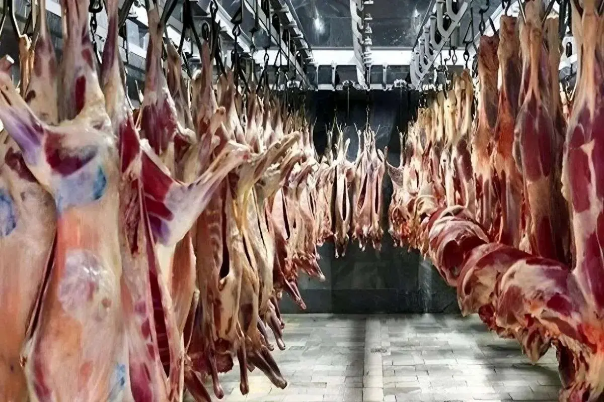 قیمت گوشت قرمز امروز ۱۳ اردیبهشت ۱۴۰۴؛ ماهیچه گوسفندی چند؟