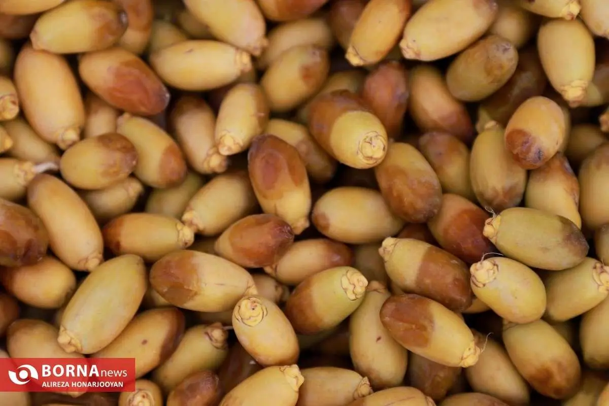 تصاویر؛ برداشت خارک استعمران در خرمشهر