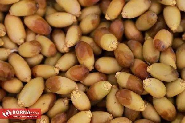 تصاویر؛ برداشت خارک استعمران در خرمشهر