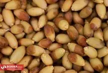 تصاویر؛ برداشت خارک استعمران در خرمشهر