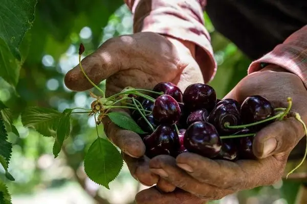 تصاویر؛ برداشت گیلاس از باغات سامان