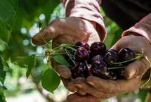 تصاویر؛ برداشت گیلاس از باغات سامان