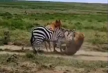 مقاومت تماشایی گورخر در برابر دو شیر
