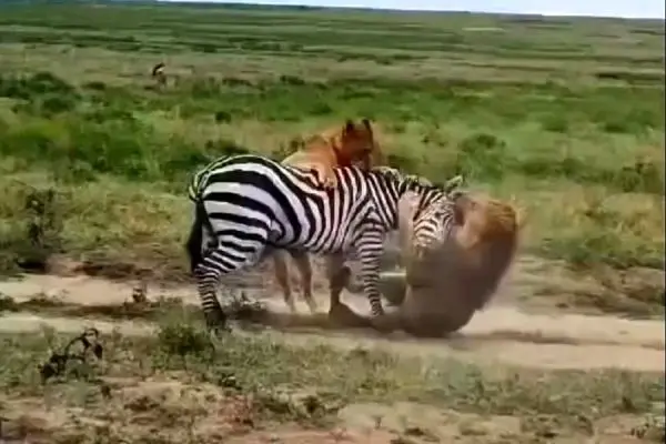 مقاومت تماشایی گورخر در برابر دو شیر