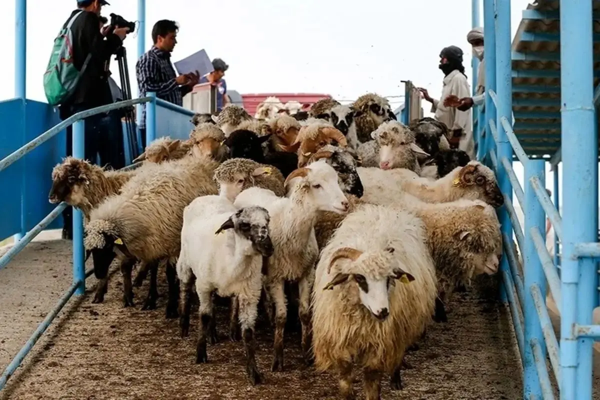 قیمت دام زنده امروز شنبه 18 مرداد/ گوسفند زنده کیلویی 330 هزار تومان
