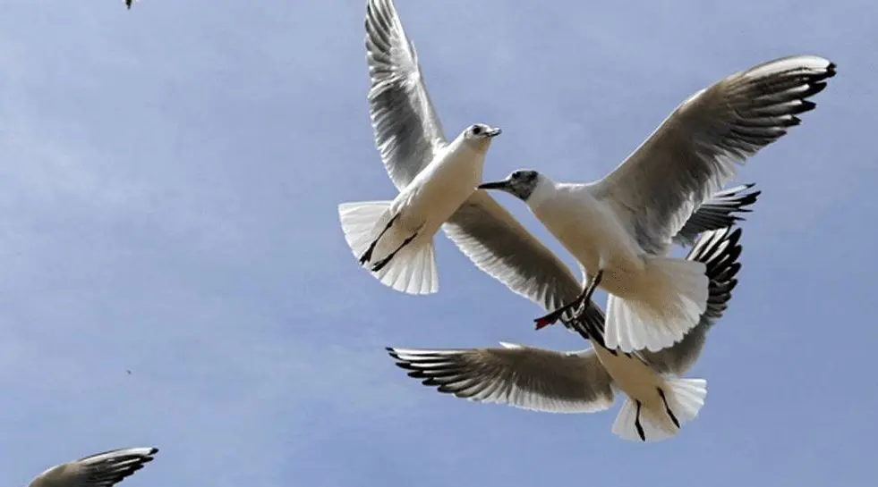 تصاویر؛ شیراز در آغوش پرندگان یخی