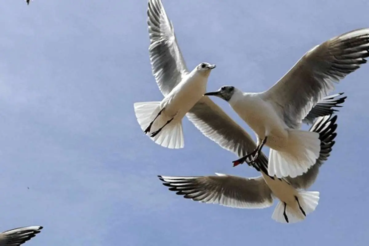 تصاویر؛ شیراز در آغوش پرندگان یخی