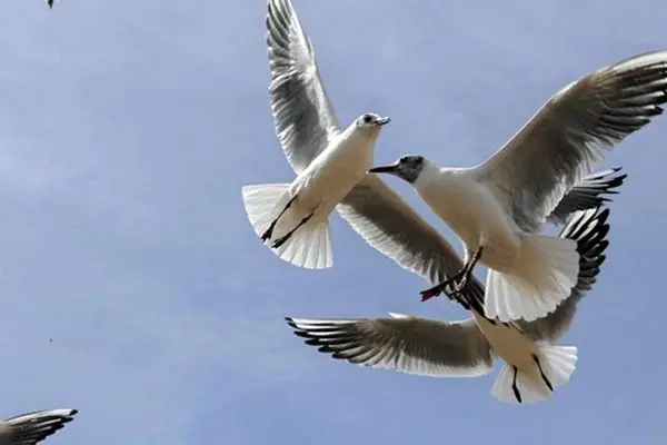 تصاویر؛ شیراز در آغوش پرندگان یخی