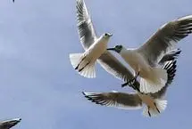 تصاویر؛ شیراز در آغوش پرندگان یخی