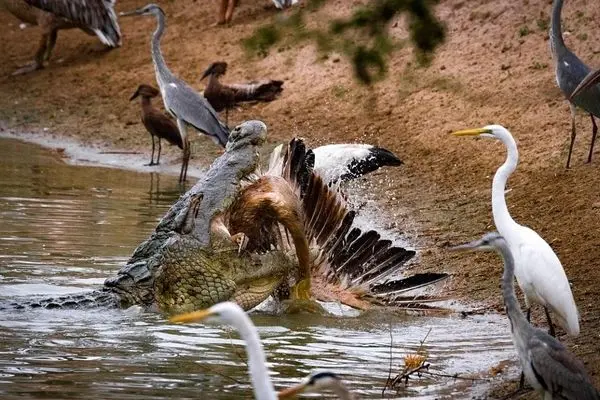 ببینید؛ لحظه‌ای که تمساح یک پلیکان را بلعید