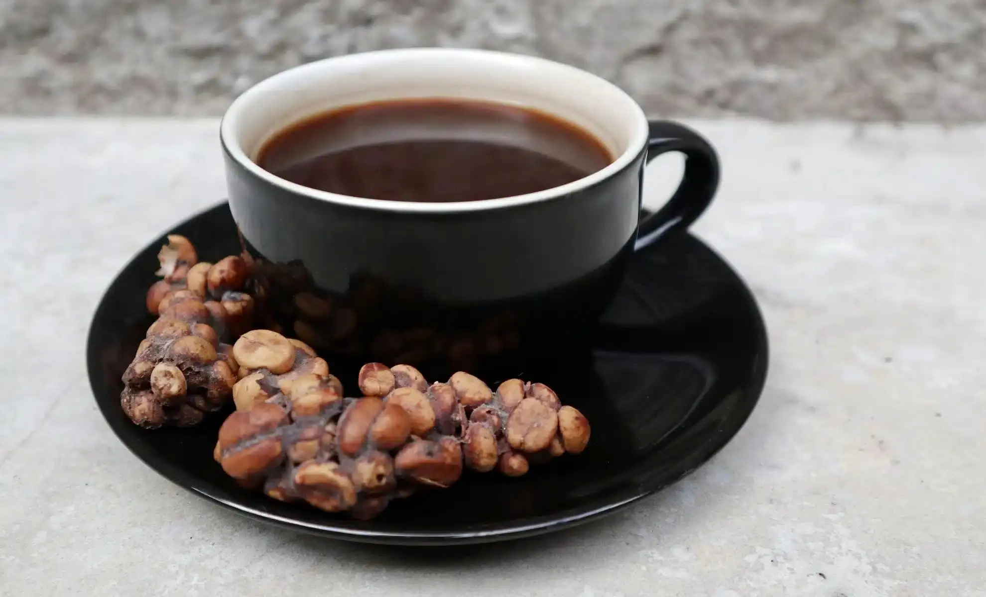 گران‌ترین قهوه جهان که از مدفوع یک پستاندار تولید می‌شود!