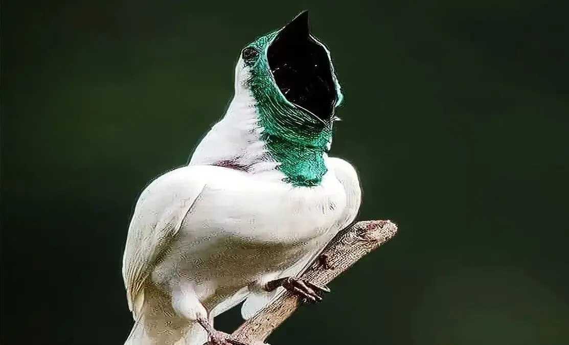 ببینید؛ پرنده ای که مانند اره برقی صدا تولید می کند