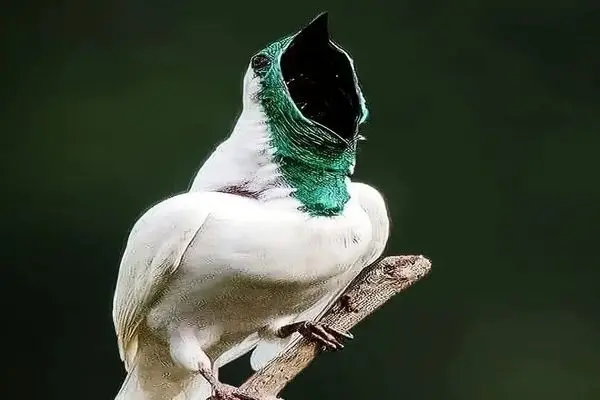 ببینید؛ پرنده ای که مانند اره برقی صدا تولید می کند