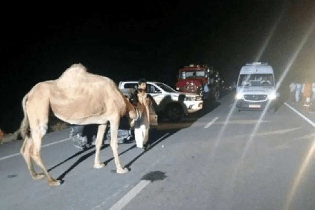 بحران شترهای رهاشده در هرمزگان