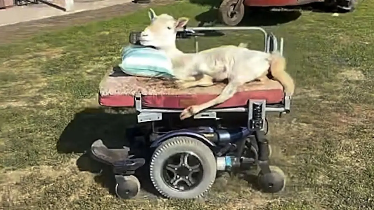 بره عاشق موسیقی با ویلچر نماد امید شد