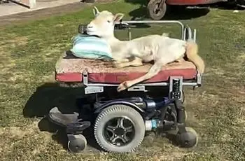 بره عاشق موسیقی با ویلچر نماد امید شد