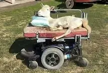 بره عاشق موسیقی با ویلچر نماد امید شد