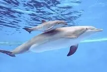 سوگواری ۱۴ روزه یک دلفین مادر با پیکر بچه‌اش