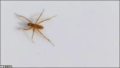 عکس> حشره پرموی وحشتناک