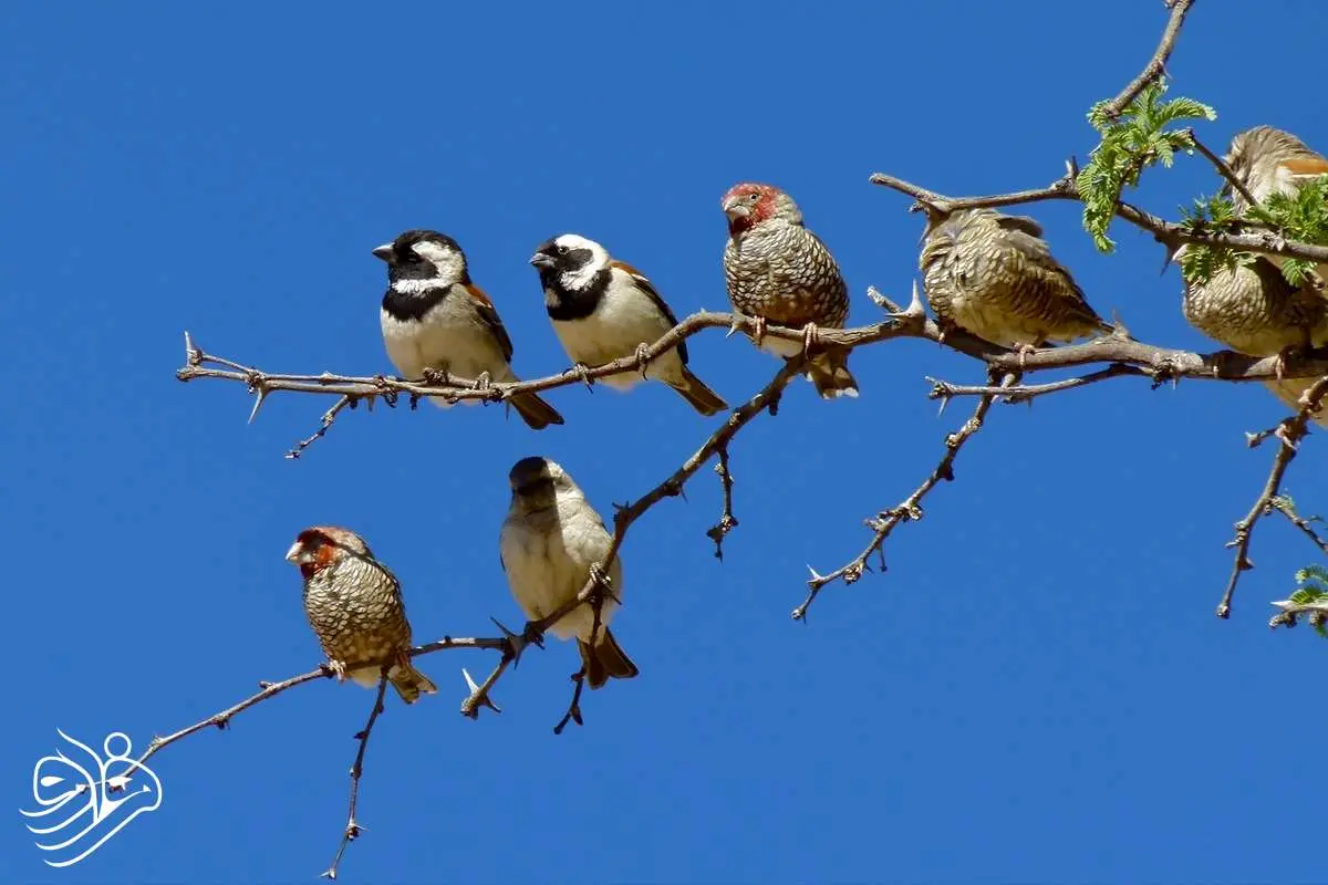 حیوانات هم فیک نیوز منتشر می‌کنند!