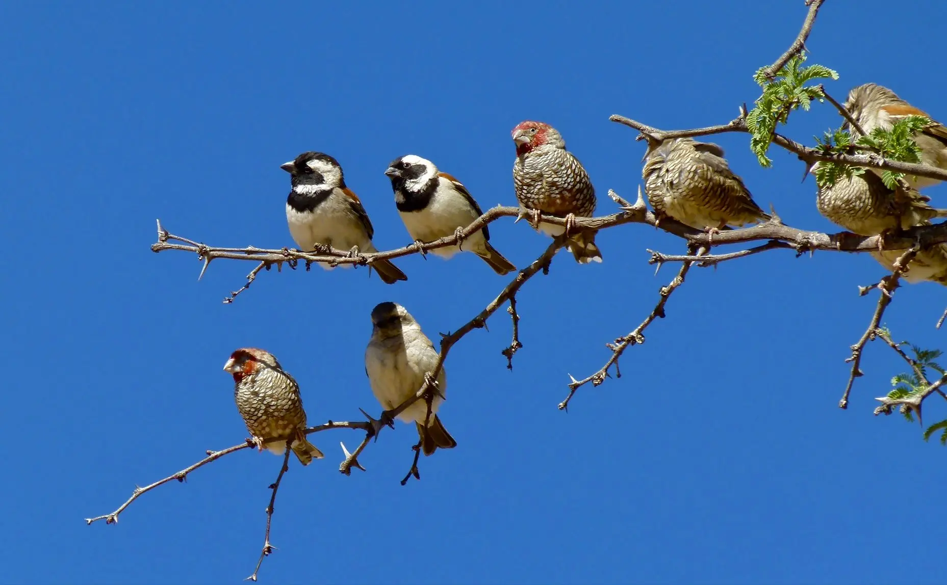 حیوانات هم فیک نیوز منتشر می‌کنند!